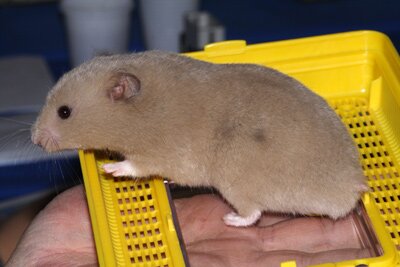 Syrische hamster, dove