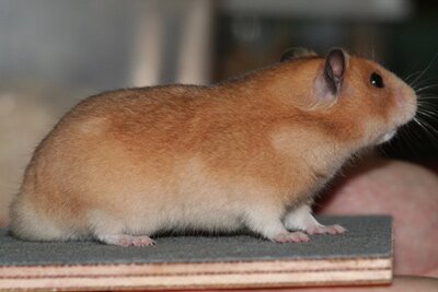 Syrische hamster, fawn / geel