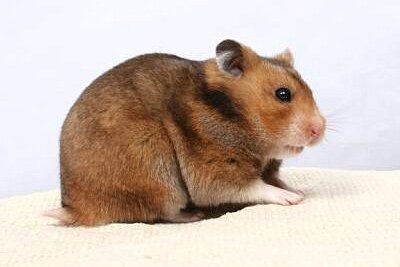 Syrische hamster, mahonie