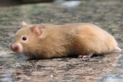 Syrische hamster, mink
