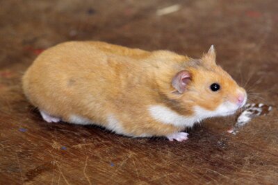 Syrische hamster, roest