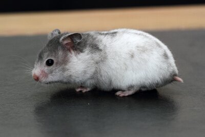 Syrische hamster, schimmel