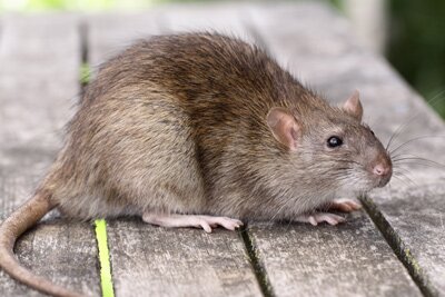 Tamme rat, agouti