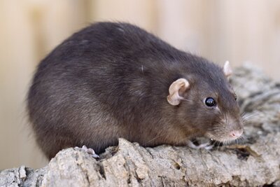 Tamme rat, bruin