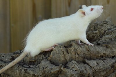 Tamme rat, champagne