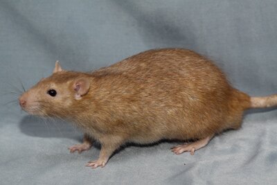Tamme rat, Cinnamon-Agouti