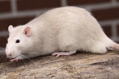 Tamme rat, cr�me donkeroog