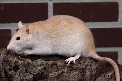 Tamme rat, geel-agouti donkeroog