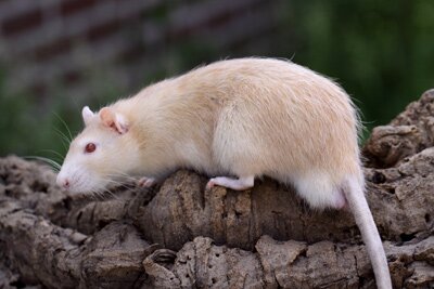 Tamme rat, geel-agouti roodoog