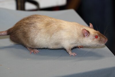Tamme rat, siamees roodoog