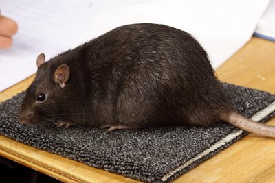 Tamme rat, verzilvering