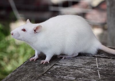 Tamme rat, wit roodoog