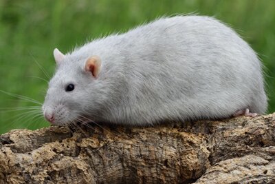 Tamme rat, Amerikaans blauw