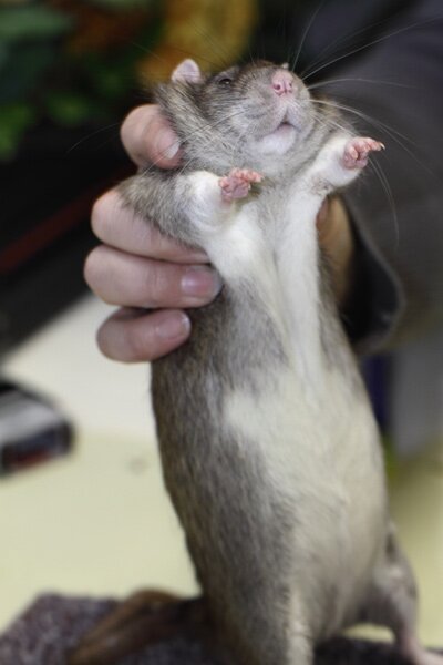 Tamme rat, berken