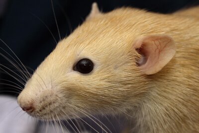 Tamme rat, dumbo