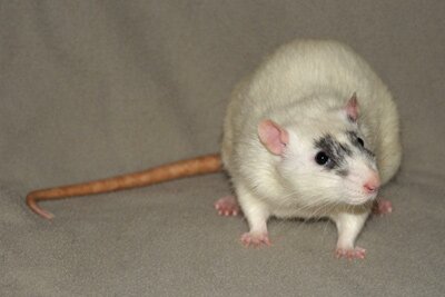 Tamme rat, frechled