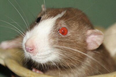Tamme rat, geblest
