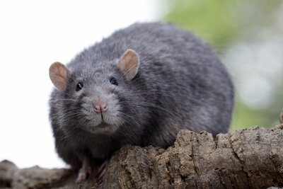 Tamme rat, Russisch blauw