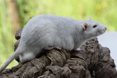 Tamme rat, silverblue